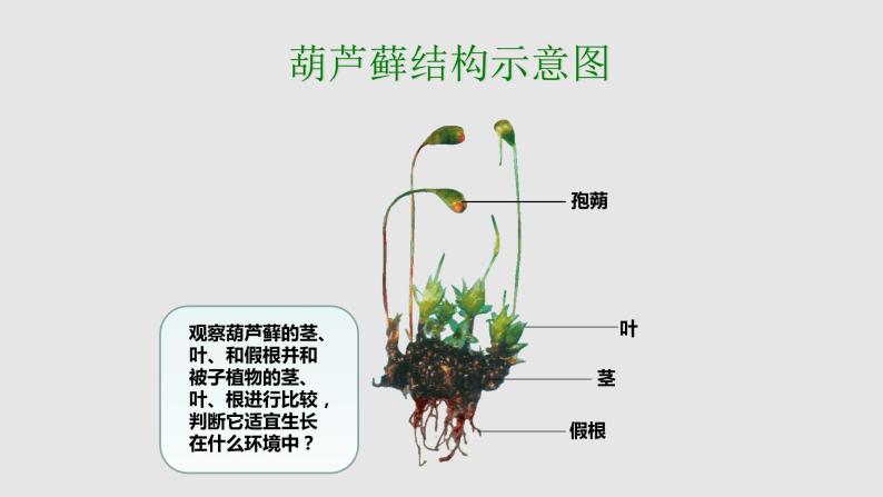 第三章形形色色的植物：3.4 苔藓植物和蕨类植物  PPT课件05