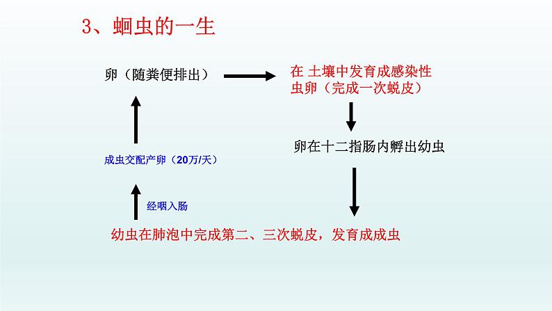 第四章多种多样的动物:4.3 线形动物和环节动物 PPT课件05