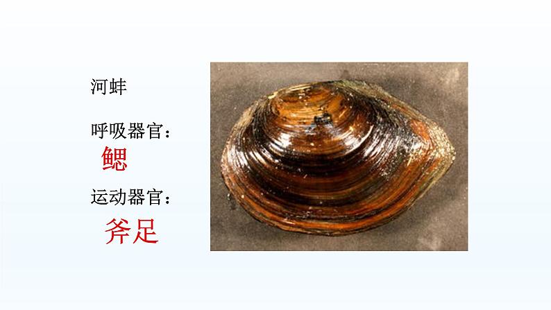 第四章多种多样的动物:4.4 软体动物 PPT课件第4页
