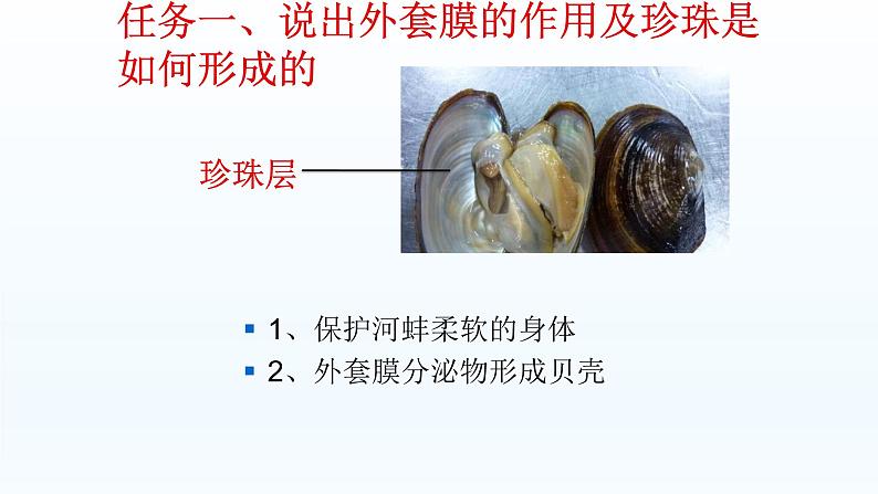 第四章多种多样的动物:4.4 软体动物 PPT课件第6页