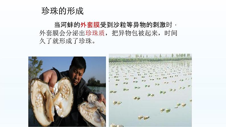 第四章多种多样的动物:4.4 软体动物 PPT课件第7页