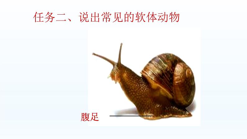 第四章多种多样的动物:4.4 软体动物 PPT课件第8页