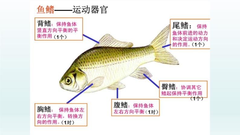 第四章多种多样的动物：4.6 鱼类  PPT课件07