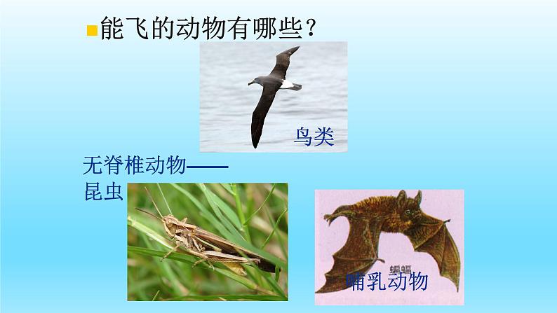 第四章多种多样的动物:4.8 鸟类 PPT课件第2页