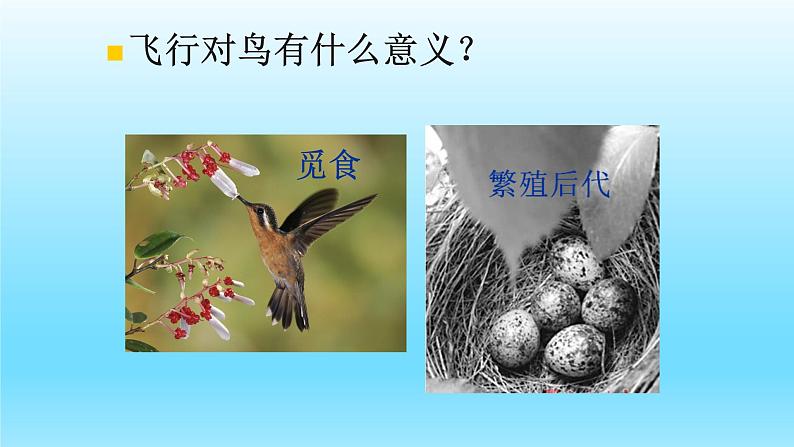 第四章多种多样的动物:4.8 鸟类 PPT课件第3页