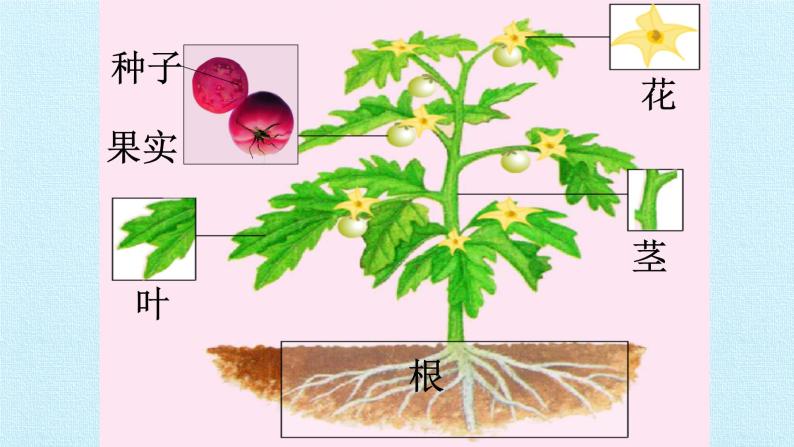 冀教版七年级生物上册：第三章  形形色色的植物  复习PPT课件02