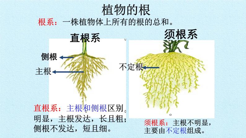 冀教版七年级生物上册：第三章  形形色色的植物  复习PPT课件03