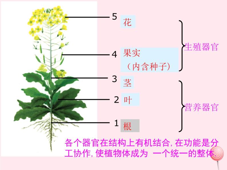 第二章观察生物结构 第3节多细胞生物体的结构层次 PPT课件04