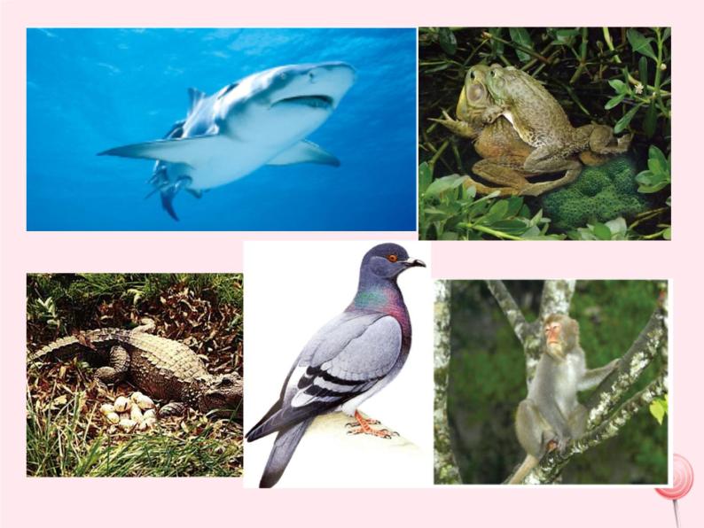 第二章生物圈中的动物 第2节脊椎动物的主要类群 PPT课件02
