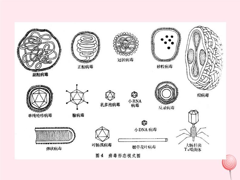 第三章生物圈中的微生物 第1节病毒 PPT课件第7页