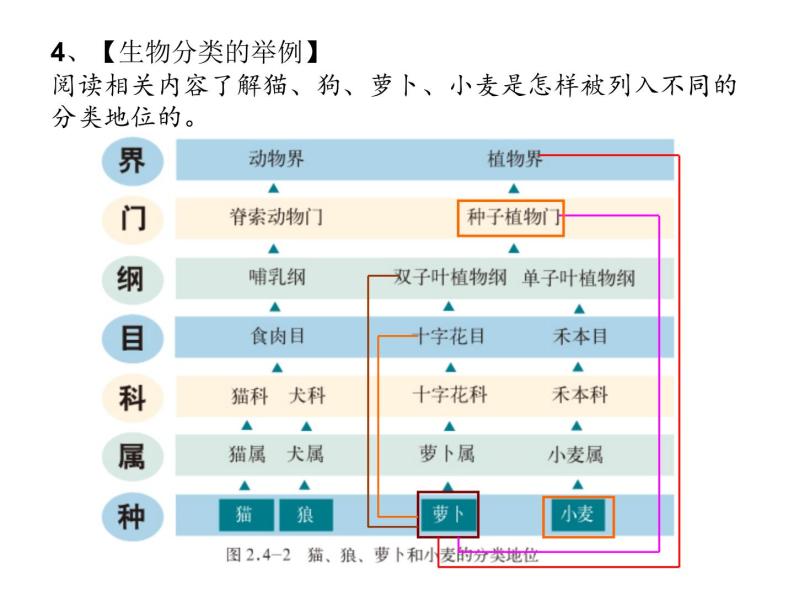 第四章生物的分类 第2节生物的分类单位 PPT课件07