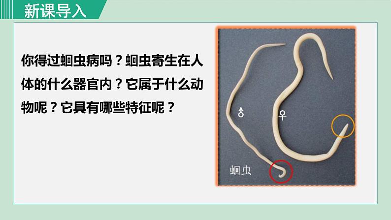 人教版八年级生物上册 第五单元 第一章 动物的主要类群 第二节 线形动物和环节动物 课件第1页