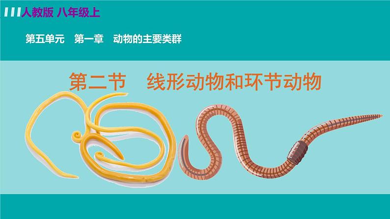 人教版八年级生物上册 第五单元 第一章 动物的主要类群 第二节 线形动物和环节动物 课件第2页