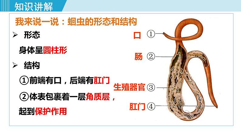 人教版八年级生物上册 第五单元 第一章 动物的主要类群 第二节 线形动物和环节动物 课件第4页