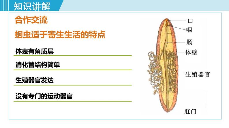 人教版八年级生物上册 第五单元 第一章 动物的主要类群 第二节 线形动物和环节动物 课件第5页