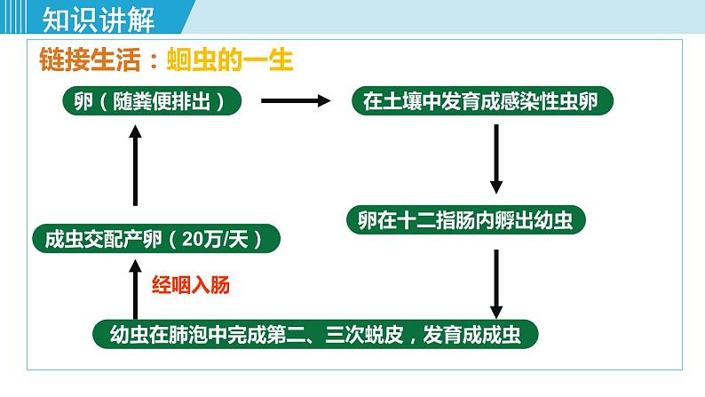 人教版八年级生物上册 第五单元 第一章 动物的主要类群 第二节 线形动物和环节动物 课件第6页