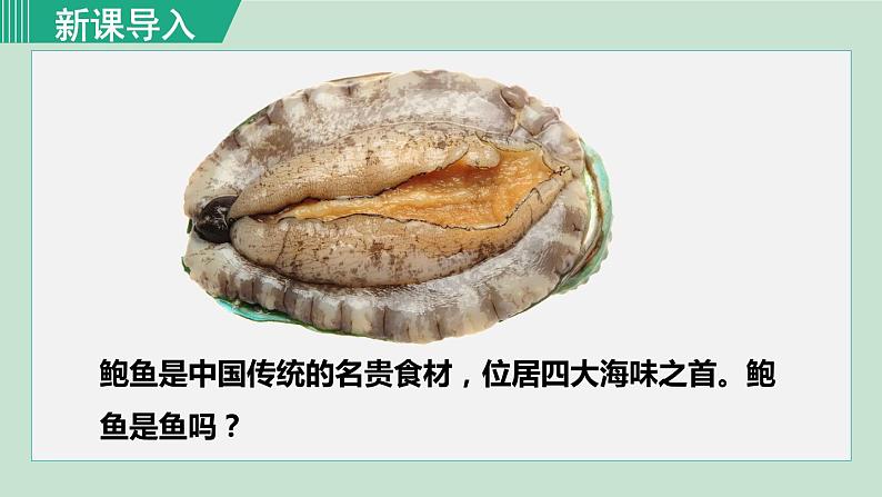 人教版八年级生物上册 第五单元 第一章 动物的主要类群 第三节 第1课时软体动物 课件第1页