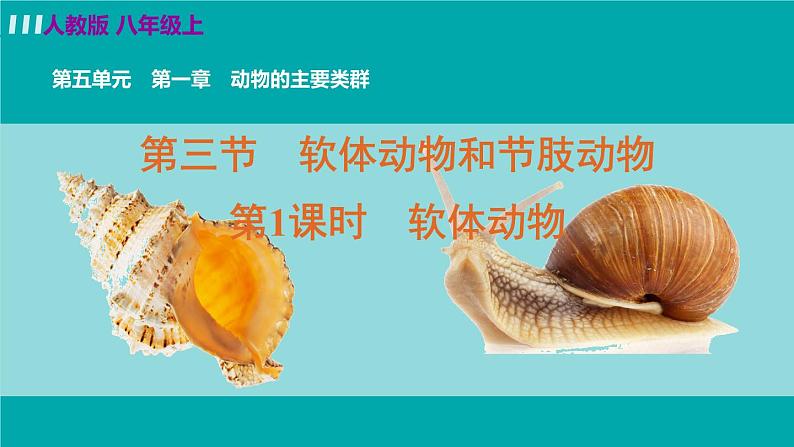 人教版八年级生物上册 第五单元 第一章 动物的主要类群 第三节 第1课时软体动物 课件第2页