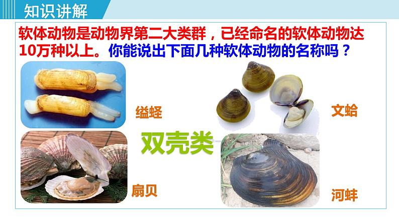 人教版八年级生物上册 第五单元 第一章 动物的主要类群 第三节 第1课时软体动物 课件第4页