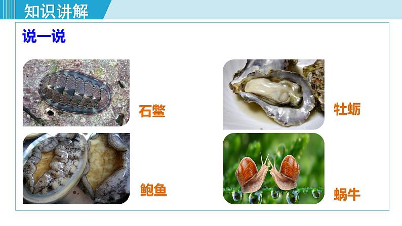 人教版八年级生物上册 第五单元 第一章 动物的主要类群 第三节 第1课时软体动物 课件第5页