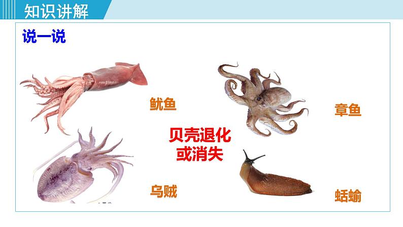 人教版八年级生物上册 第五单元 第一章 动物的主要类群 第三节 第1课时软体动物 课件第6页