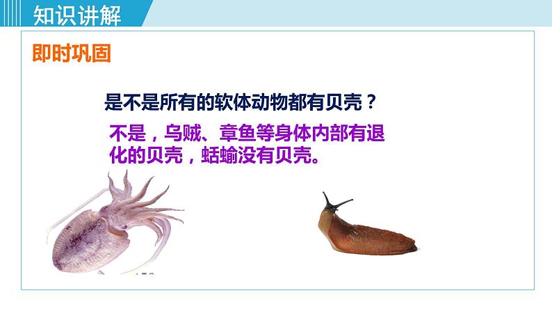 人教版八年级生物上册 第五单元 第一章 动物的主要类群 第三节 第1课时软体动物 课件第7页
