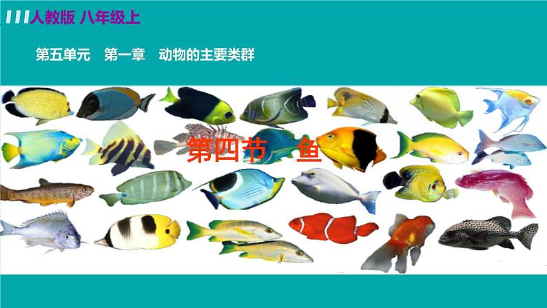 人教版八年级生物上册 第五单元 第一章 动物的主要类群 第四节 鱼 课件第2页