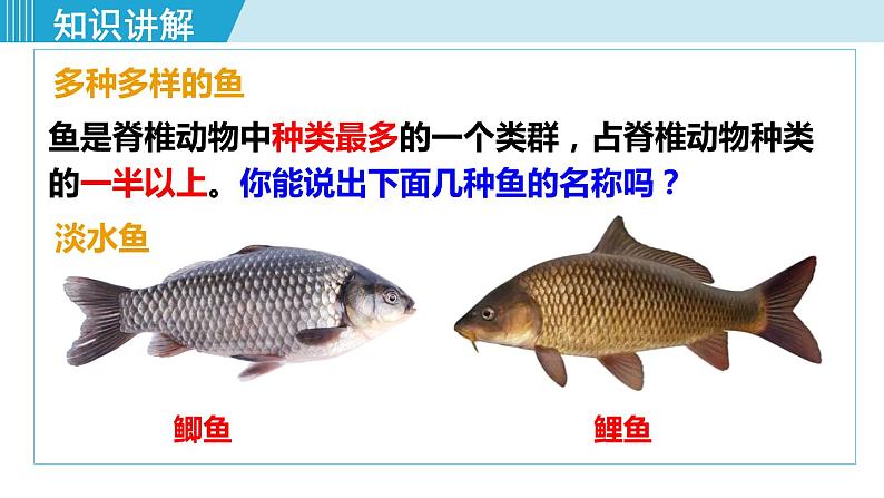 人教版八年级生物上册 第五单元 第一章 动物的主要类群 第四节 鱼 课件第6页