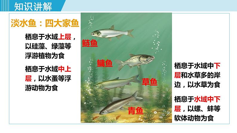 人教版八年级生物上册 第五单元 第一章 动物的主要类群 第四节 鱼 课件第7页