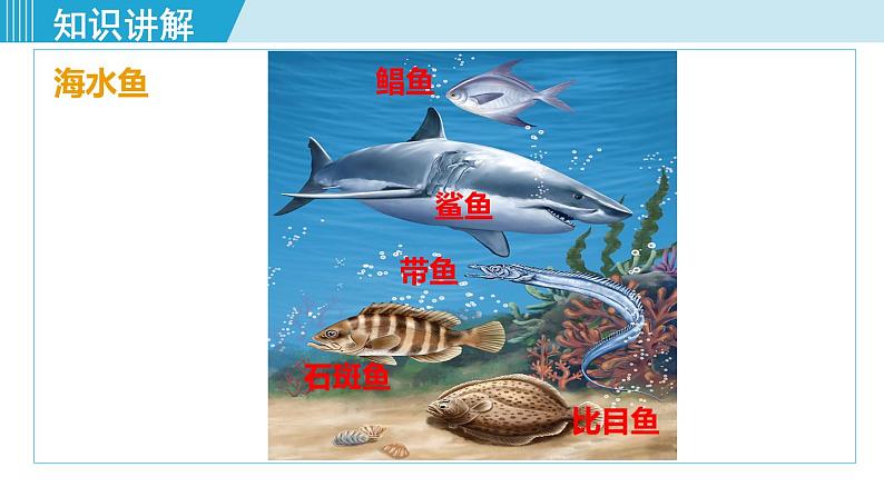 人教版八年级生物上册 第五单元 第一章 动物的主要类群 第四节 鱼 课件第8页