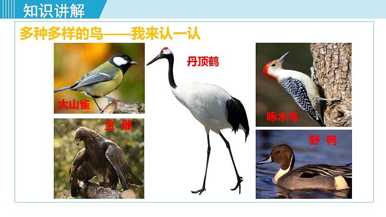 人教版八年级生物上册 第五单元 第一章 动物的主要类群 第六节 鸟 课件第4页