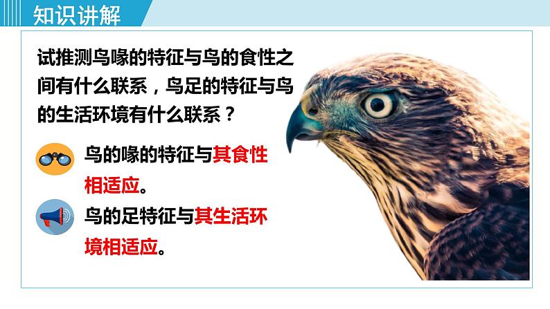 人教版八年级生物上册 第五单元 第一章 动物的主要类群 第六节 鸟 课件第6页