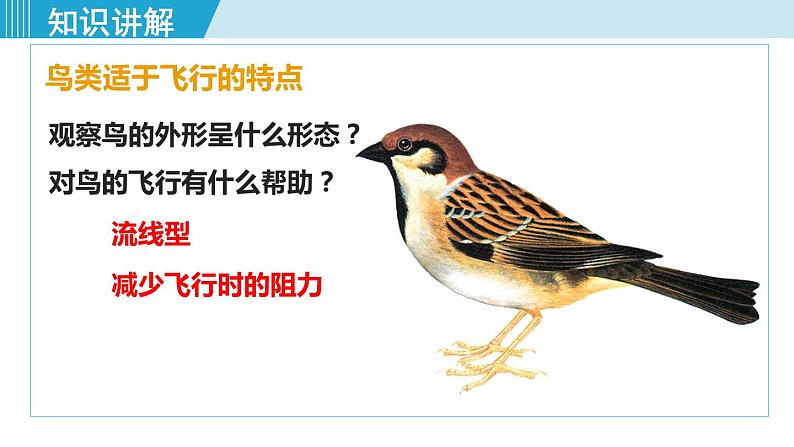 人教版八年级生物上册 第五单元 第一章 动物的主要类群 第六节 鸟 课件第7页