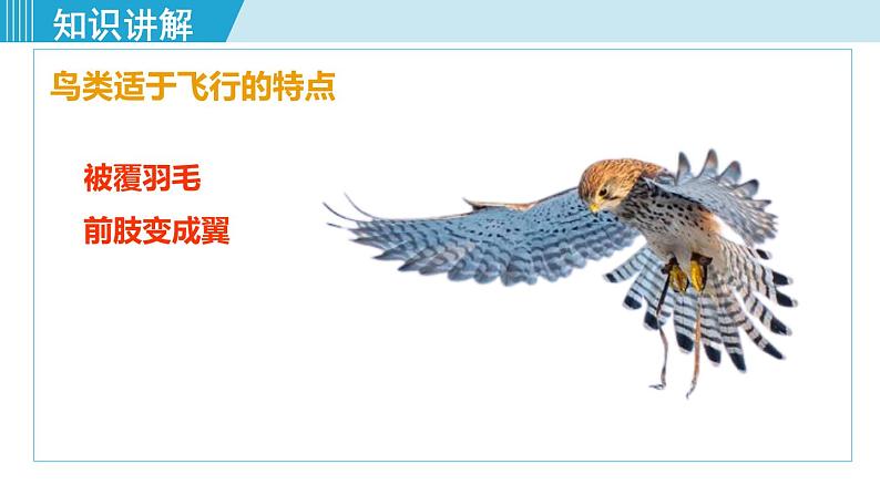 人教版八年级生物上册 第五单元 第一章 动物的主要类群 第六节 鸟 课件第8页