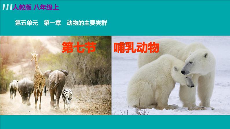 人教版八年级生物上册 第五单元 第一章 动物的主要类群 第七节哺乳动物 课件第2页