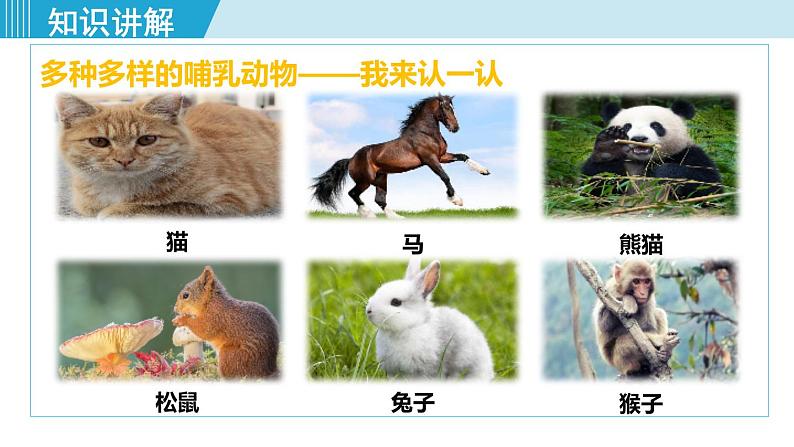 人教版八年级生物上册 第五单元 第一章 动物的主要类群 第七节哺乳动物 课件第4页