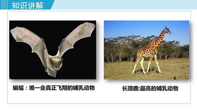 人教版八年级生物上册 第五单元 第一章 动物的主要类群 第七节哺乳动物 课件第6页