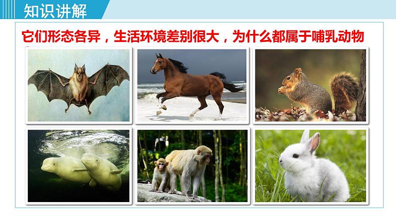人教版八年级生物上册 第五单元 第一章 动物的主要类群 第七节哺乳动物 课件第7页
