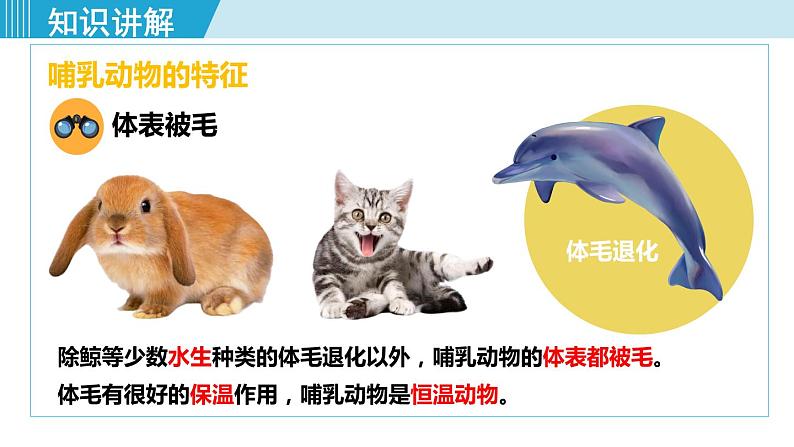 人教版八年级生物上册 第五单元 第一章 动物的主要类群 第七节哺乳动物 课件第8页