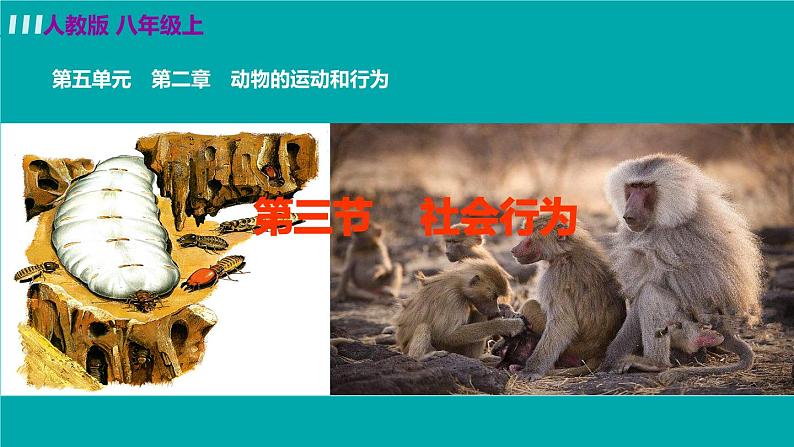人教版八年级生物上册 第五单元 第二章 动物的运动和行为 第三节 社会行为 课件02