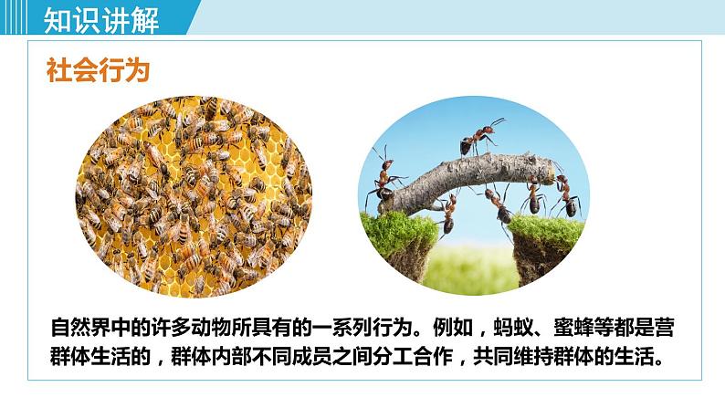 人教版八年级生物上册 第五单元 第二章 动物的运动和行为 第三节 社会行为 课件04
