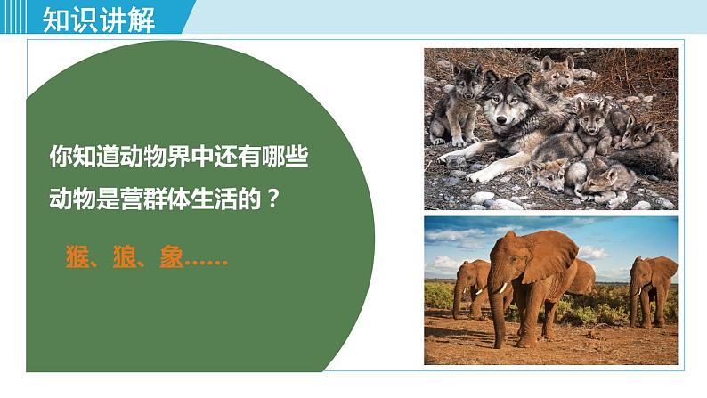 人教版八年级生物上册 第五单元 第二章 动物的运动和行为 第三节 社会行为 课件05