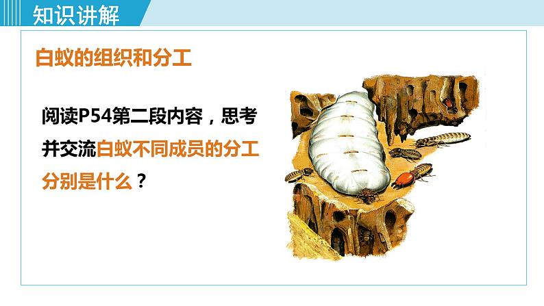 人教版八年级生物上册 第五单元 第二章 动物的运动和行为 第三节 社会行为 课件06