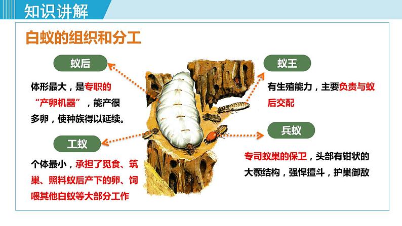 人教版八年级生物上册 第五单元 第二章 动物的运动和行为 第三节 社会行为 课件07