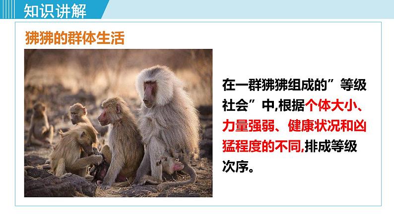 人教版八年级生物上册 第五单元 第二章 动物的运动和行为 第三节 社会行为 课件08