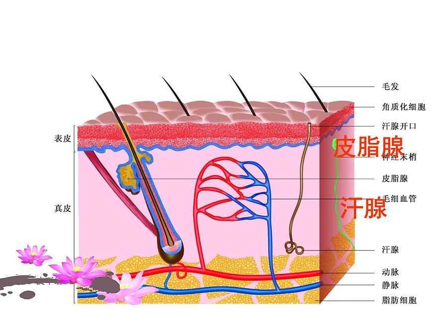 蘇科版八年級(jí)上冊(cè)生物 16.3人體的激素調(diào)節(jié) 課件第5頁(yè)