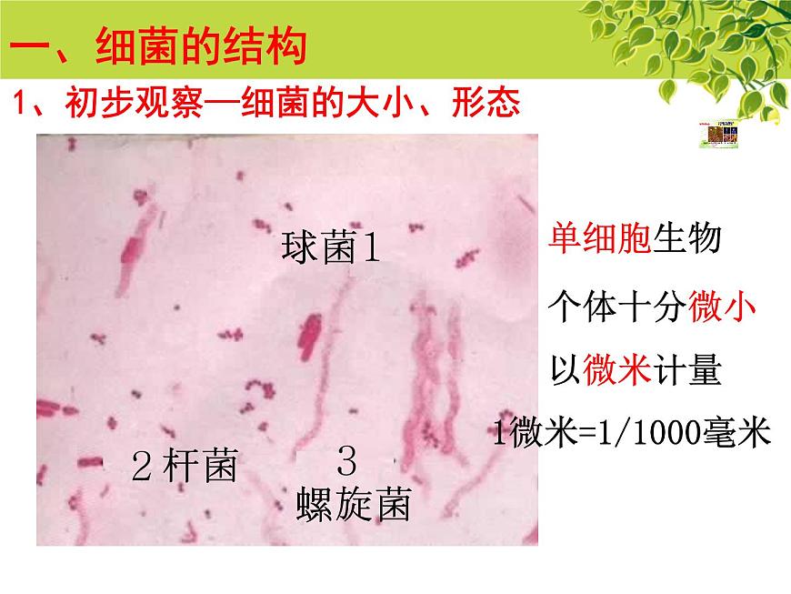 冀教版八上生物 5.1.1細(xì)菌 課件第3頁(yè)