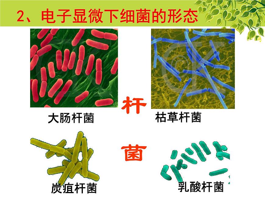 冀教版八上生物 5.1.1細(xì)菌 課件第4頁(yè)
