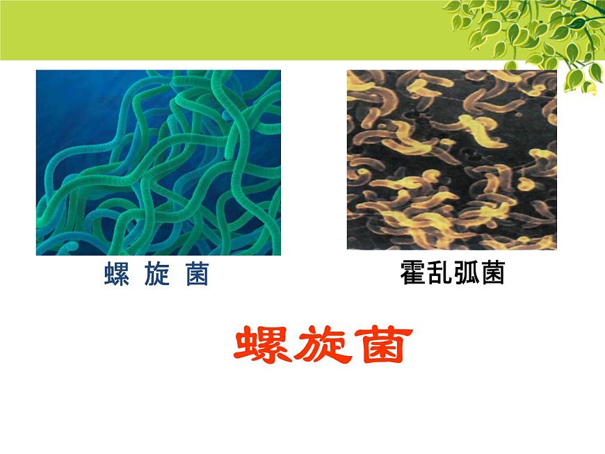 冀教版八上生物 5.1.1細(xì)菌 課件第6頁(yè)