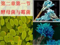 冀教版八上生物 5.2.1酵母菌和霉菌 课件